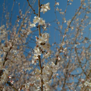 PRUNUS serrulata 'Taihaku'