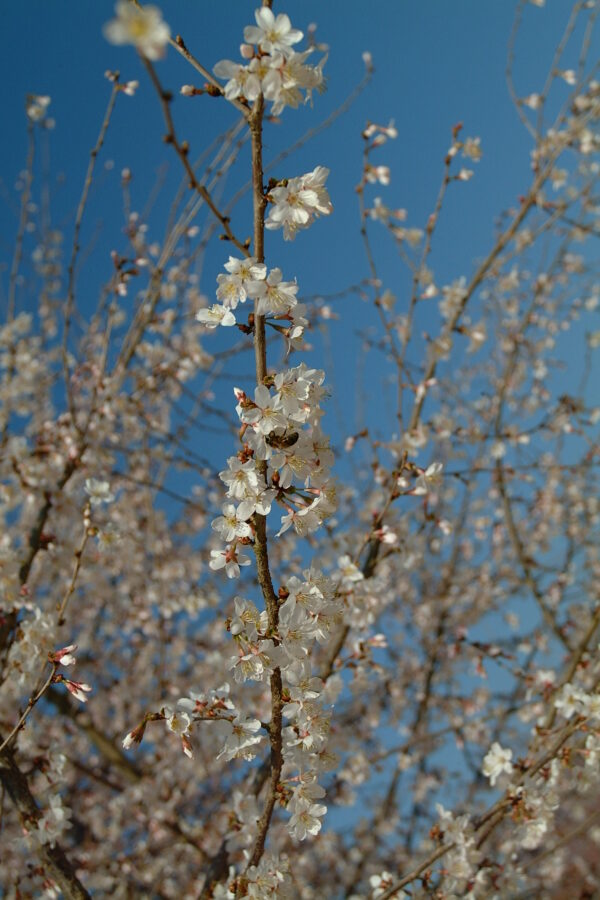 PRUNUS serrulata 'Taihaku'