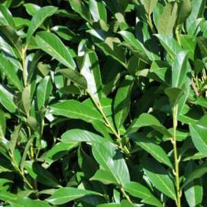 PRUNUS laurocerasus 'Clone Moreau'