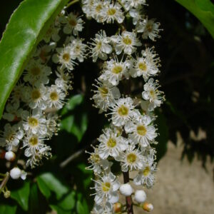 PRUNUS lusitanica