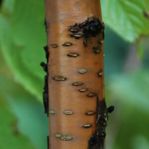 PRUNUS maackii 'Amber Beauty'