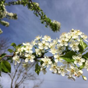 PRUNUS spinosa