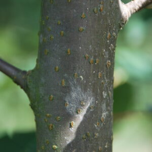 PRUNUS padus 'Watereri'