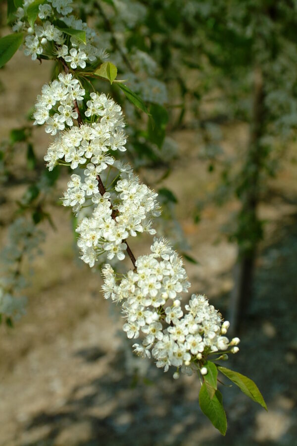 PRUNUS lusitanica 'Pyramidalis'
