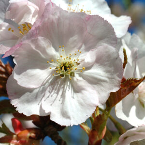 PRUNUS 'Sunset Boulevard'