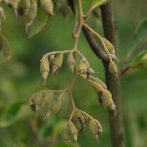 PTEROSTYRAX corymbosa