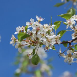 PYRUS calleryana 'Fauriei'