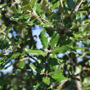 QUERCUS agrifolia