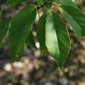 QUERCUS glauca