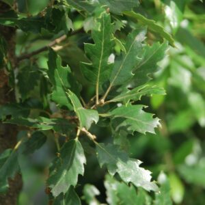 QUERCUS turneri 'Pseudoturneri'