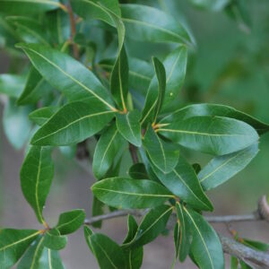 QUERCUS laurifolia