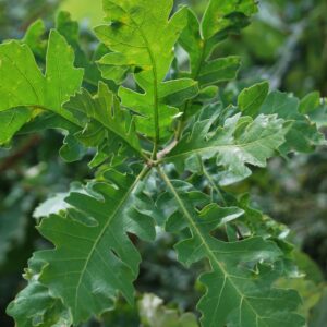 QUERCUS macrocarpa