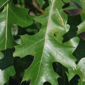 QUERCUS texana