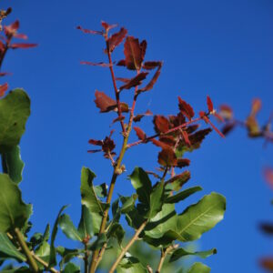 QUERCUS wislizenii