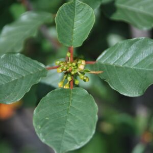 RHAMNUS frangula