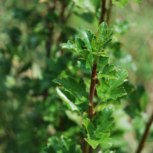 RIBES alpinum