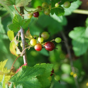 RIBES americanum