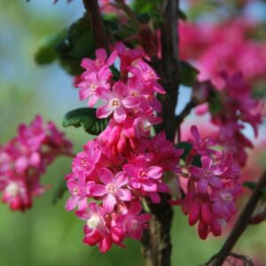 RIBES sanguineum