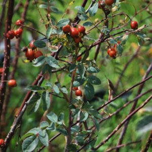 ROSA pimpinellifolia