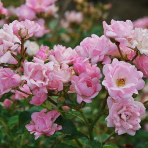 ROSA 'The Fairy'