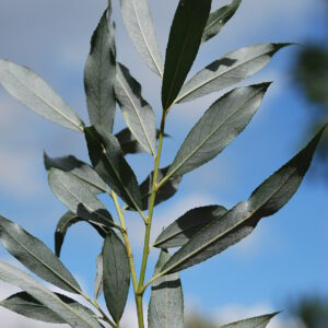 SALIX alba