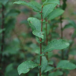 SALIX aurita