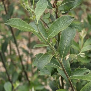 SALIX fragilis