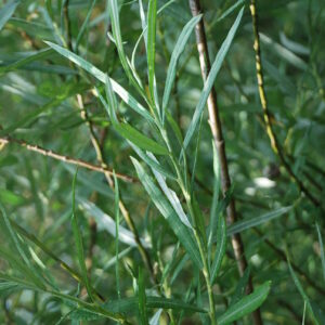 SALIX eleagnos