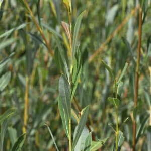 SALIX humilis 'Microphylla Repens'
