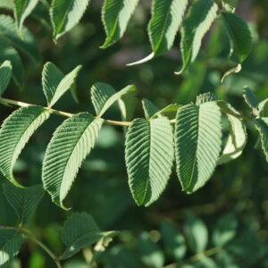 SORBARIA sorbifolia