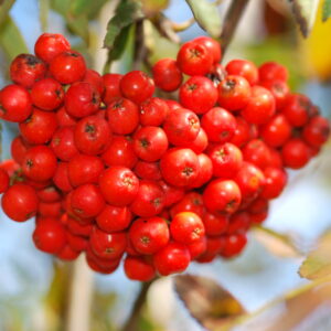 SORBUS aucuparia 'Edulis'