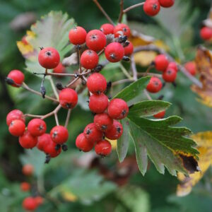 SORBUS intermedia