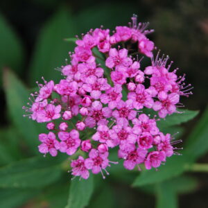 SPIRAEA japonica 'Shirobana'