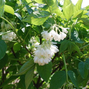 STAPHYLEA colchica