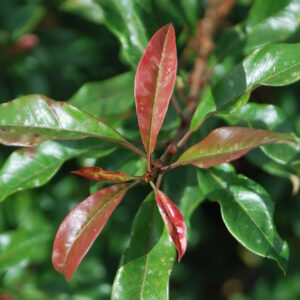 STRANVAESIA davidiana