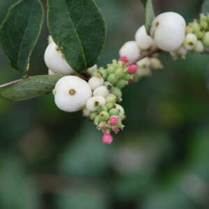 SYMPHORICARPOS albus 'White Edge'