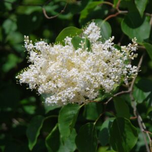SYRINGA reticulata subsp. pekinensis