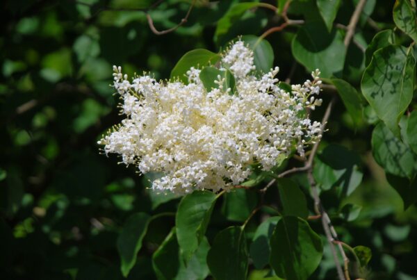 SYRINGA reticulata subsp. pekinensis
