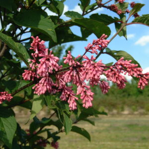 SYRINGA villosa