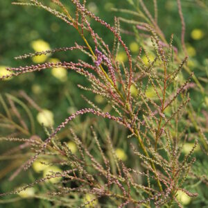 TAMARIX ramosissima