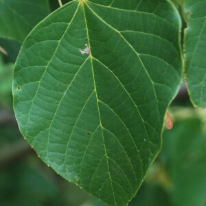 TILIA tuan