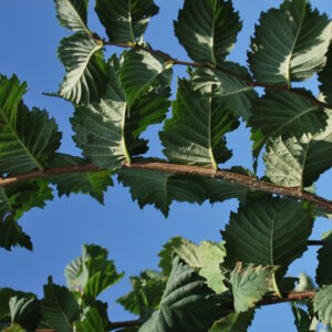 ULMUS laevis