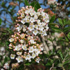 VIBURNUM burkwoodii
