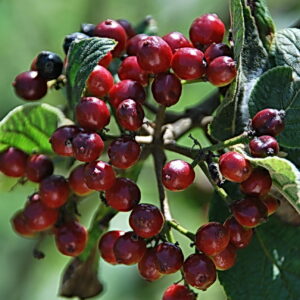 VIBURNUM lantana