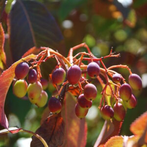 VIBURNUM pragense