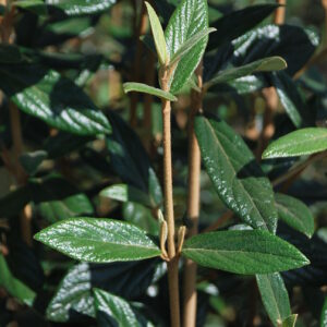 VIBURNUM pragense