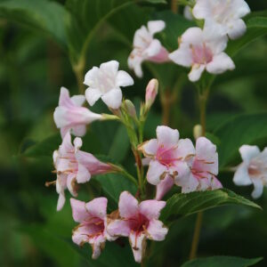 WEIGELIA Abel Carriere