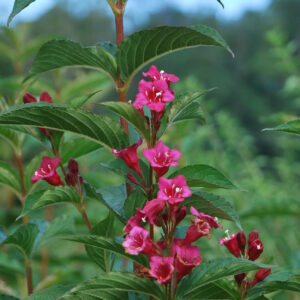 WEIGELIA Bristol Ruby