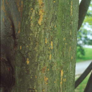 ZELKOVA serrata 'Green vase'