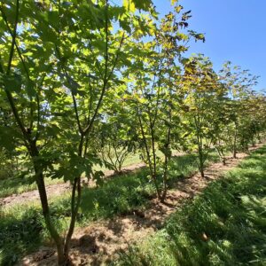 ACER macrophyllum